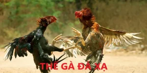 Thế Gà Đá Xạ - Kỹ Năng Mạnh Mẽ Dễ Dàng Hạ Gục Đối Thủ